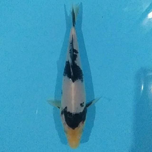 16cm SHIRO HQ