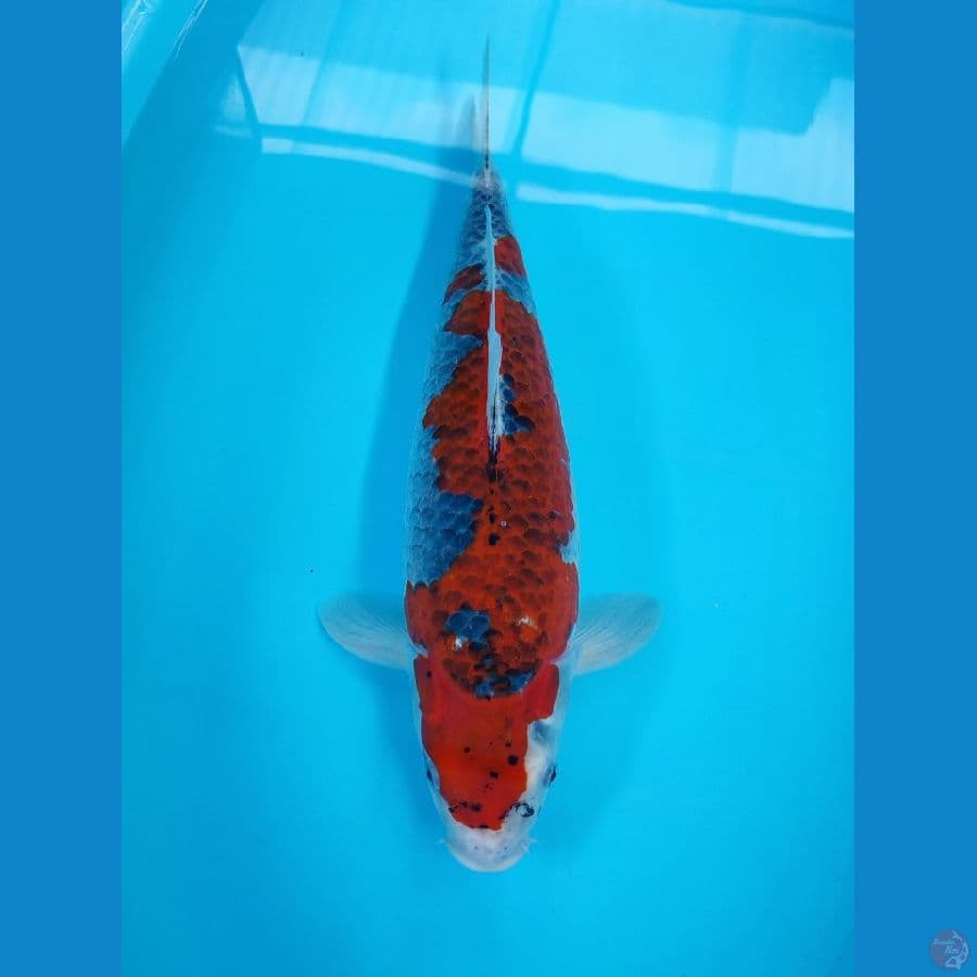 AF - BENIGINGGA 43cm