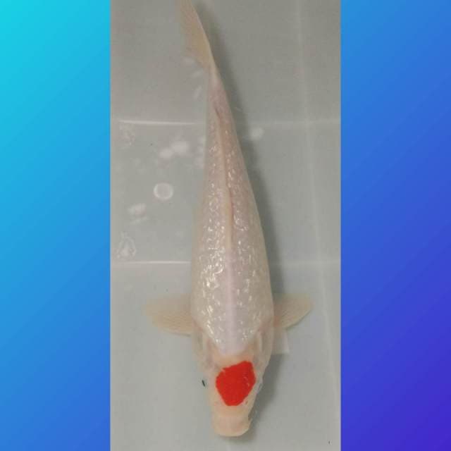 Tancho Ginrin 30cm up Ori