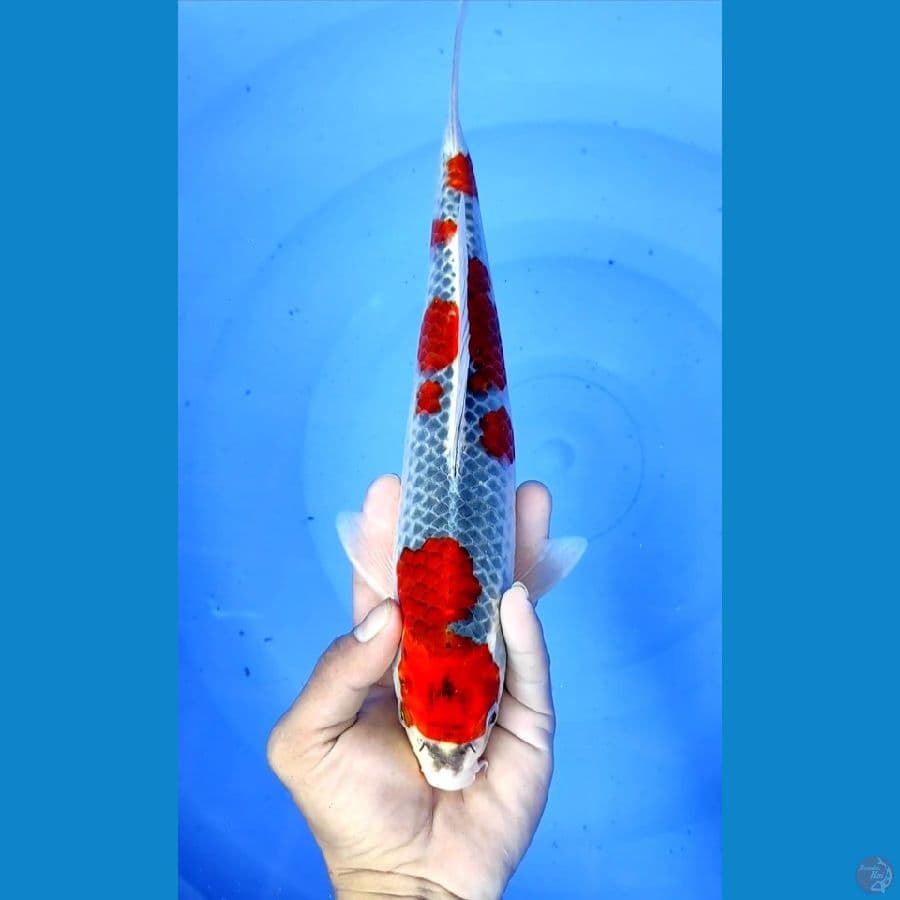 goshiki 30cm/male