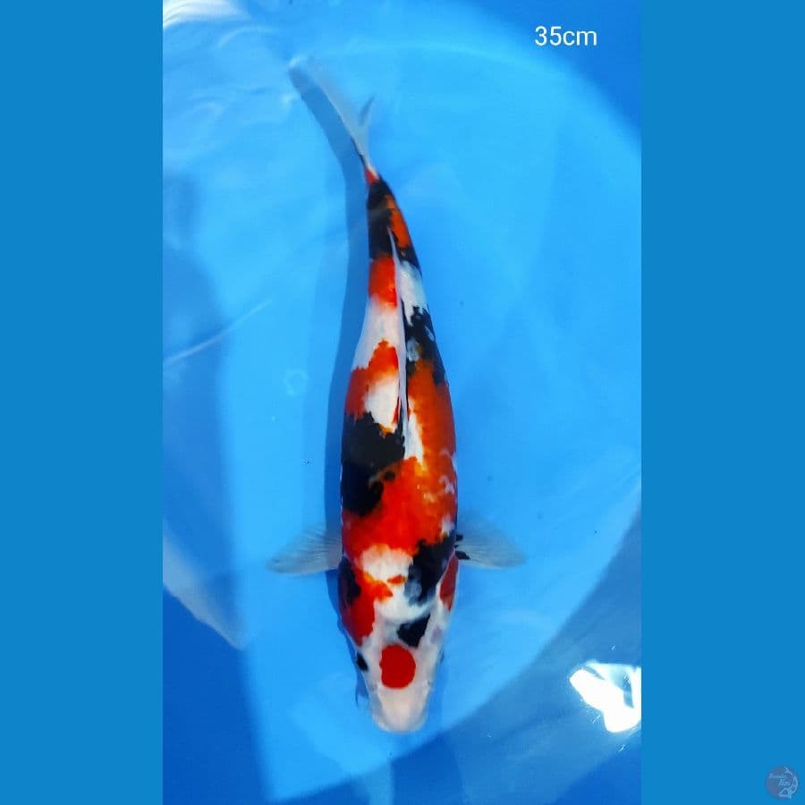 maruten showa 35cm