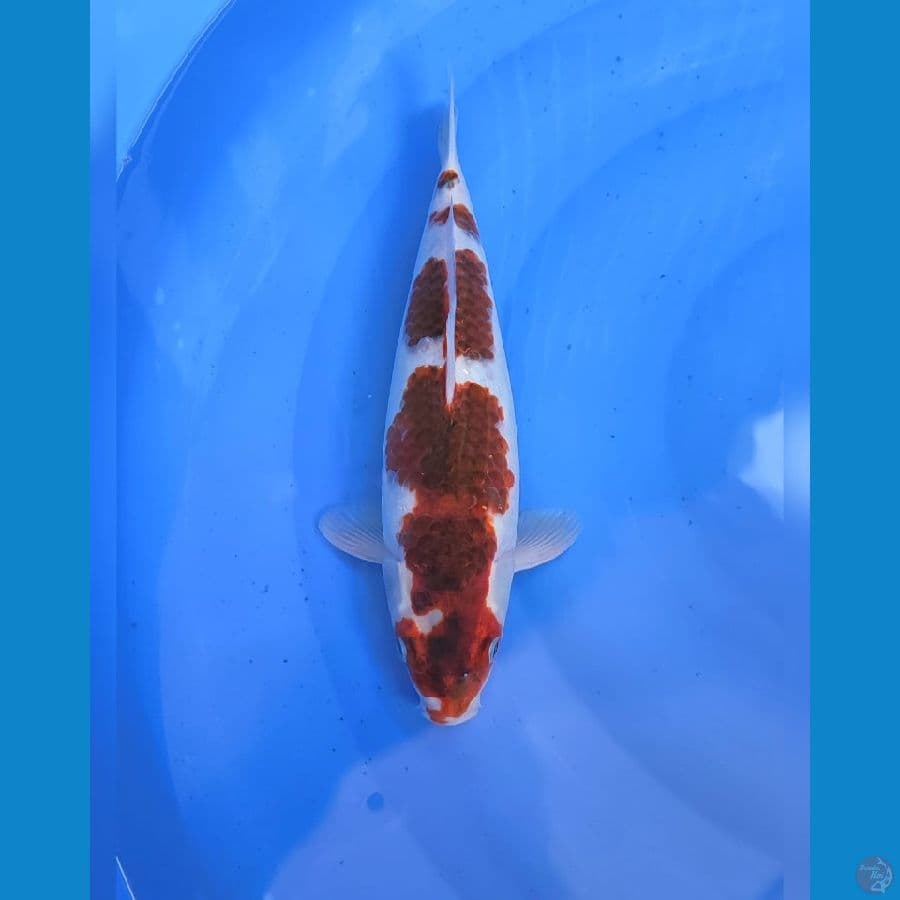 koromo 37cm male