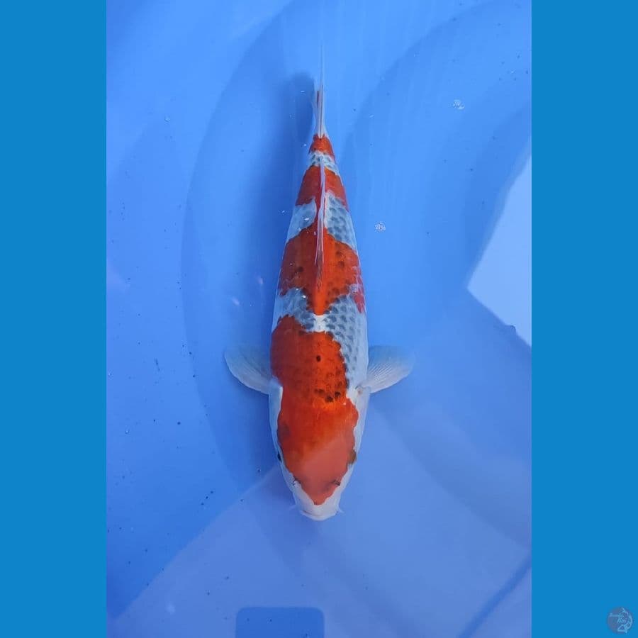 ghosiki 33cm/fm