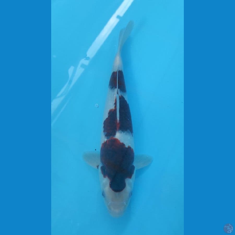 goromo 33cm/male