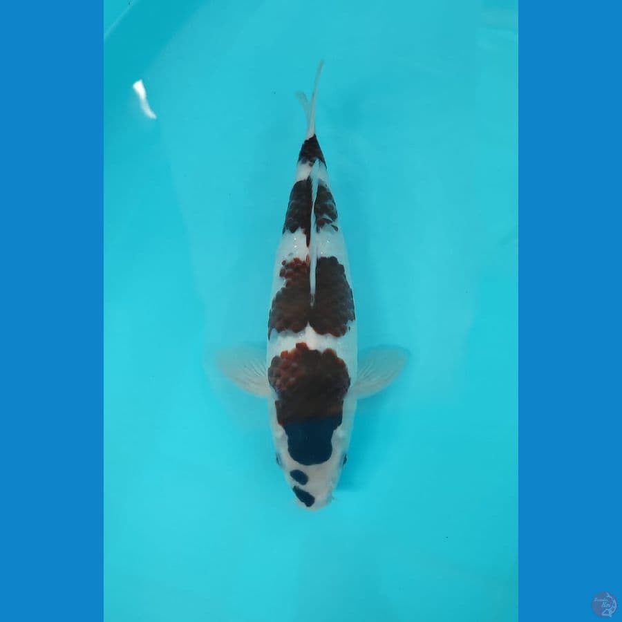 koromo 30cm/fm