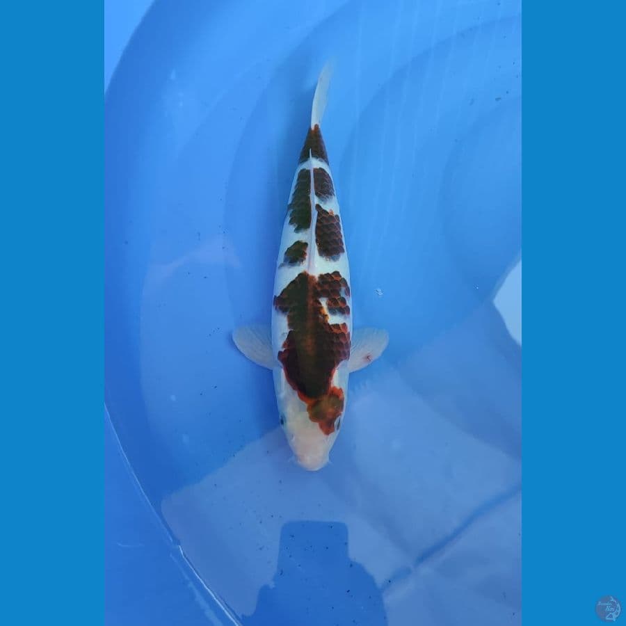 koromo 36cm/male