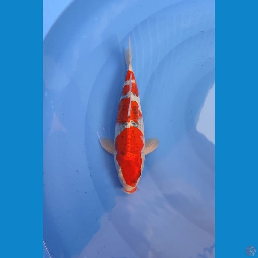 goshiki male 30cm