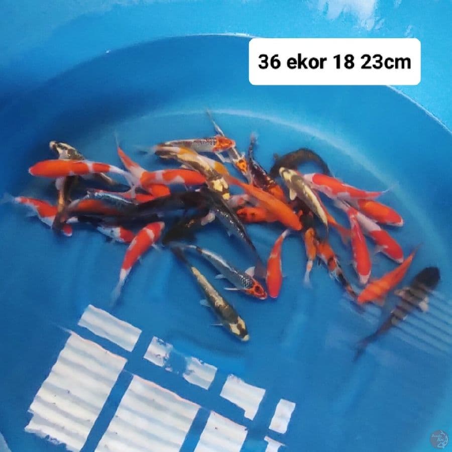 Mix 36 ekor 18 23cm