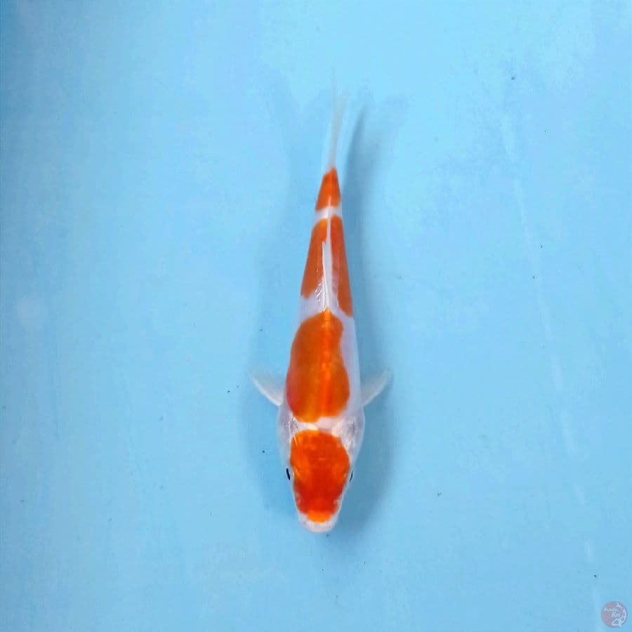 kikushui, 14 cm