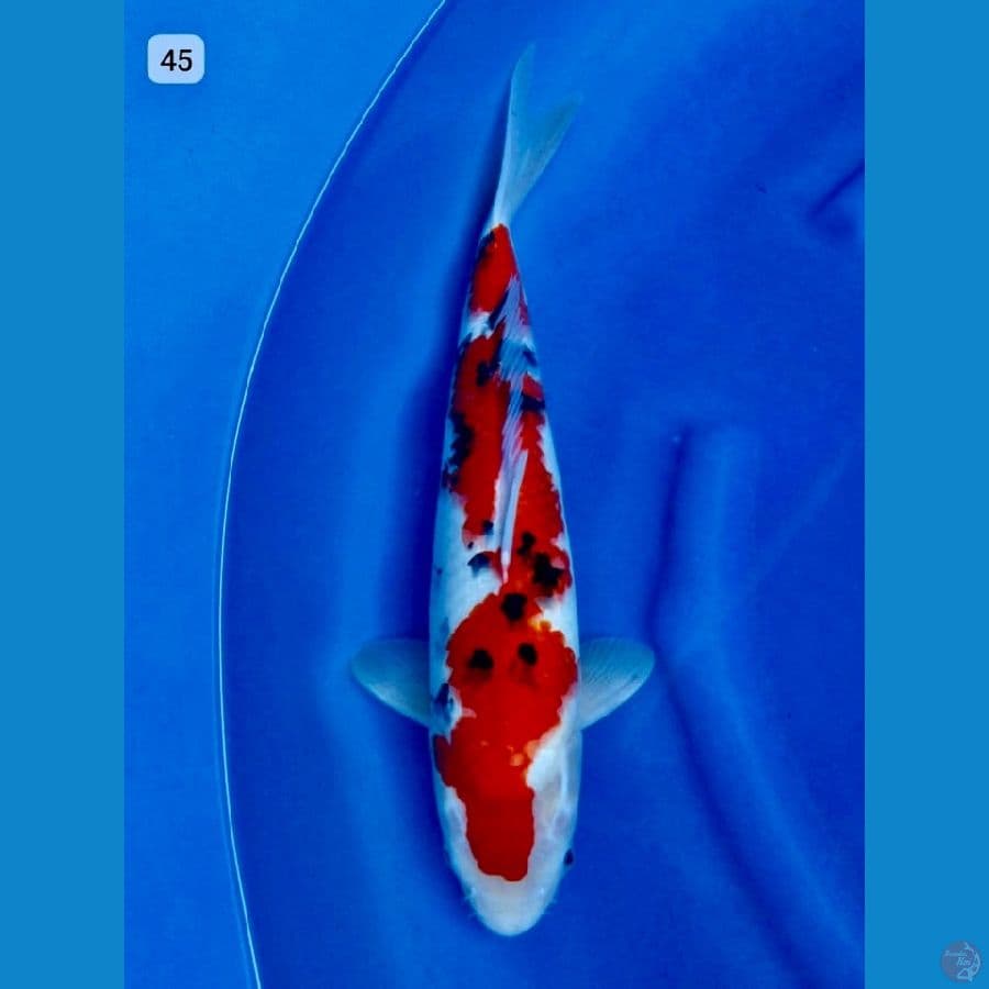 Sanke original 45cm