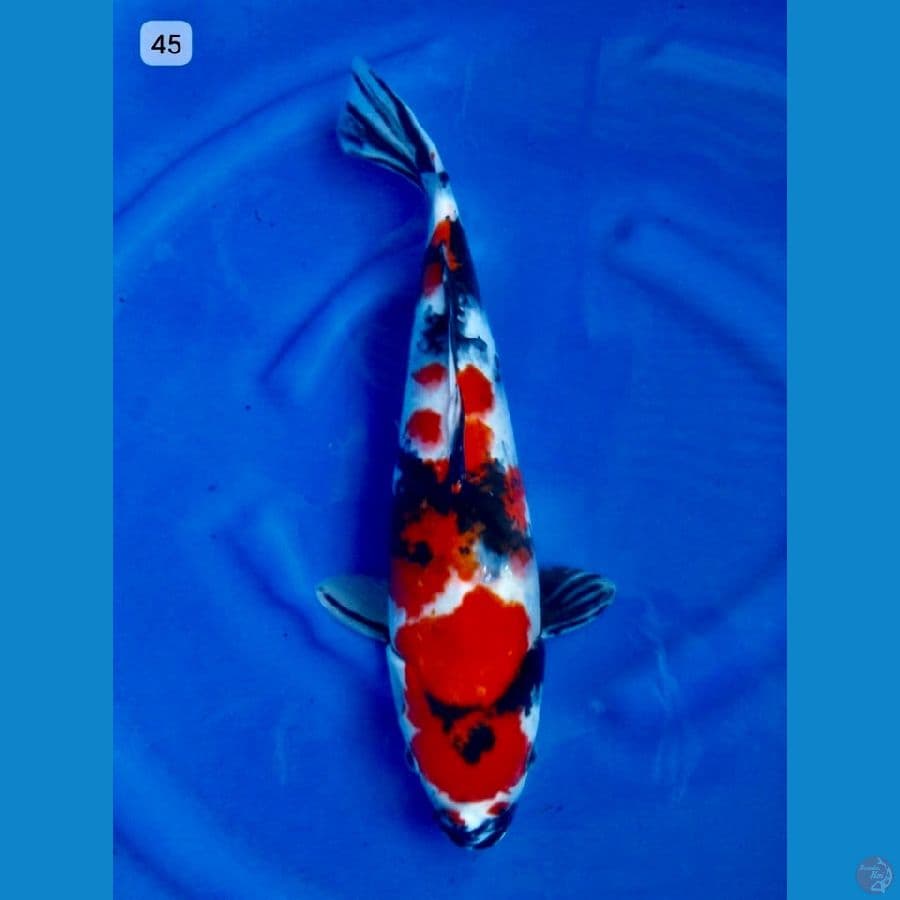 Showa 45 cm