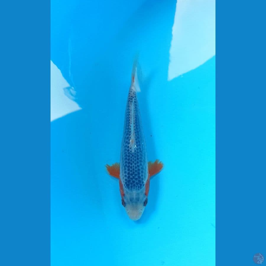 Asagi 15cm