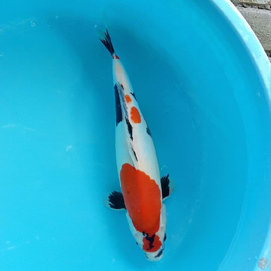 DOITSU SHOWA MURNI ORI 40CM/F