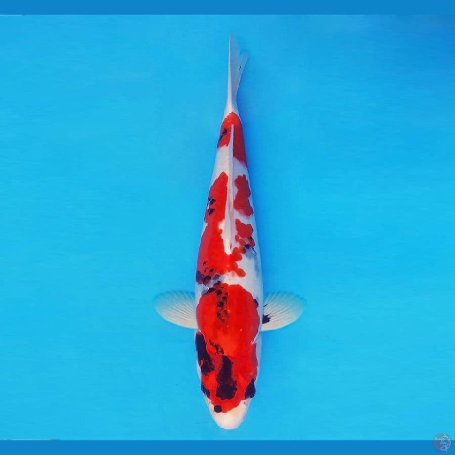 GOVINDA 8 (40 Cm/male) ~ Showa Evolution Quality™,-