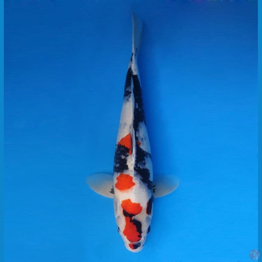 GOVINDA 10 (48 Cm/male) ~ Kindai Showa Impt™,-