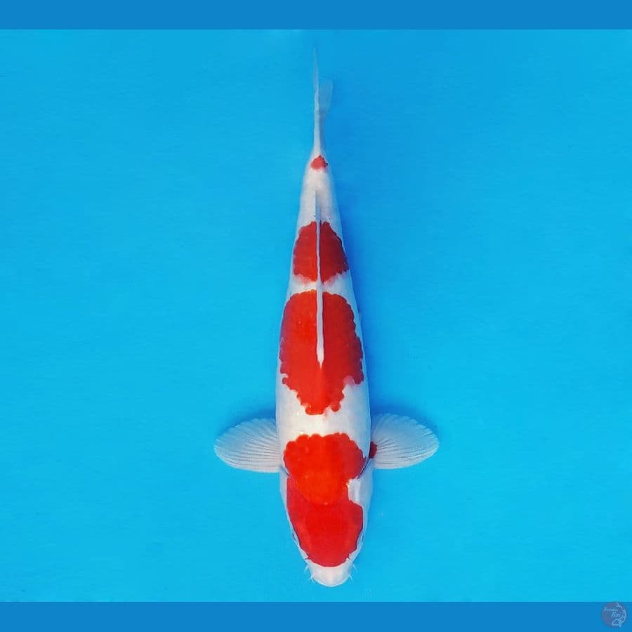 GOVINDA 11 (37 Cm/male) ~ Kohaku Halus™,-