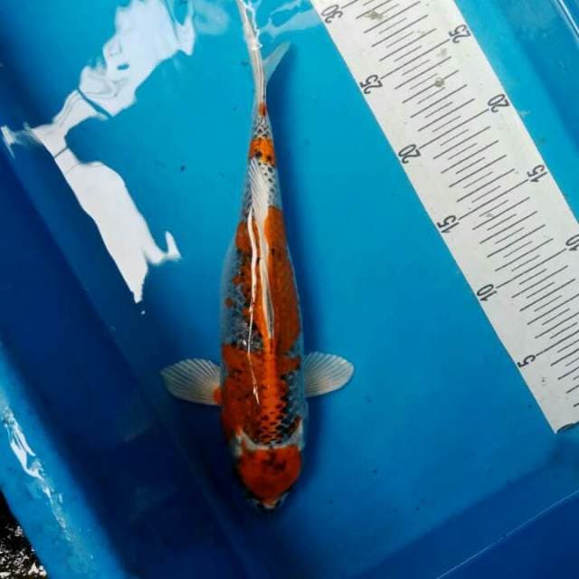 maruten kujaku