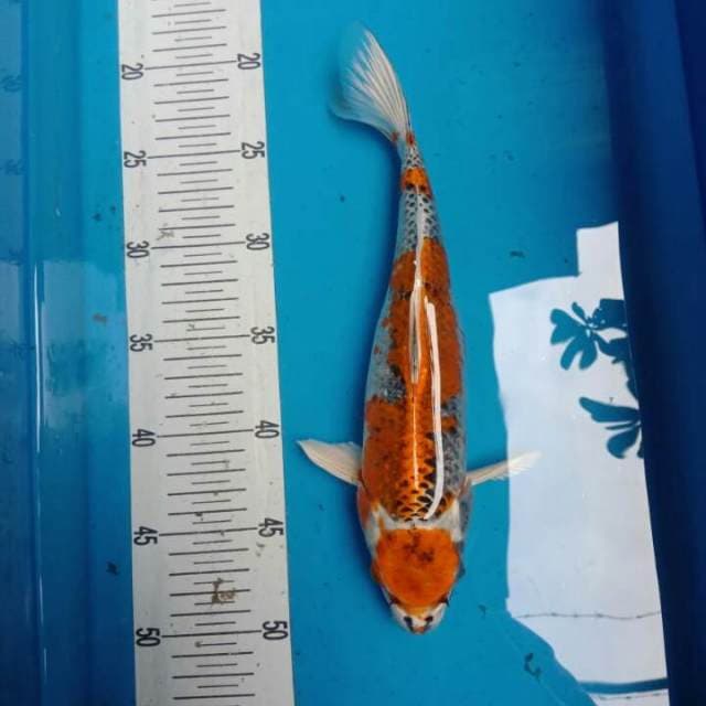 maruten kujaku