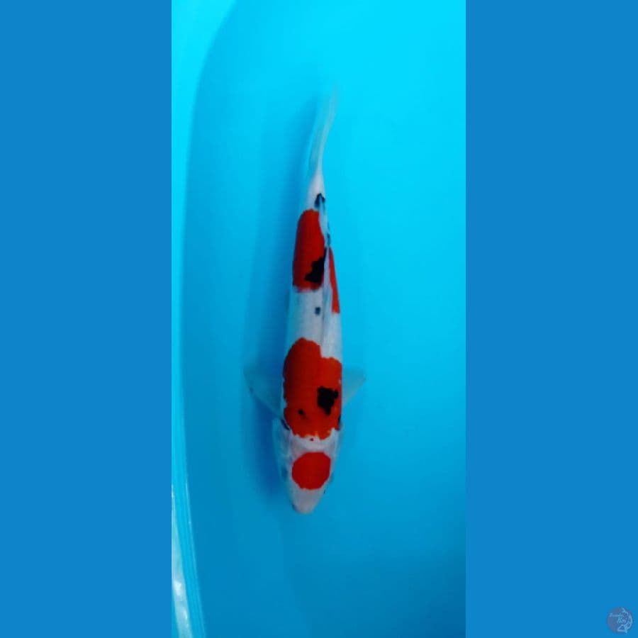MARUTEN SANKE 37CM