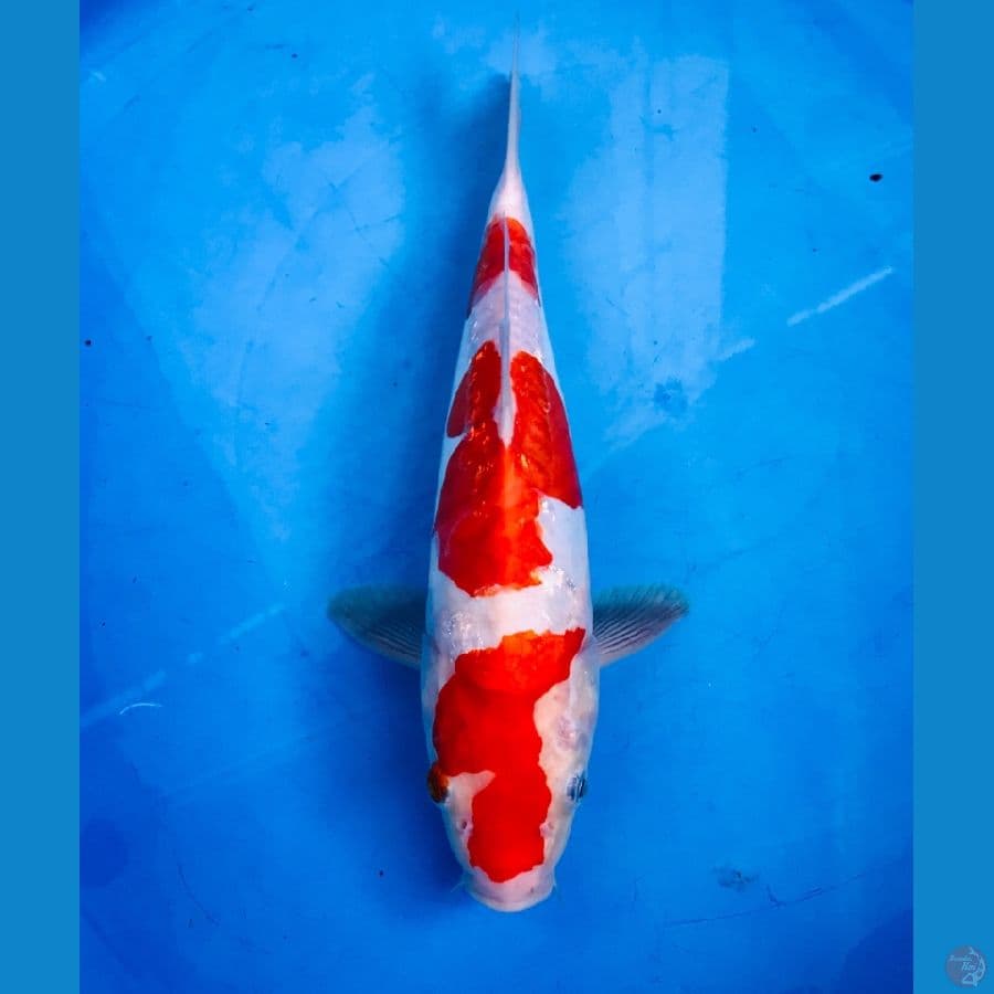 kohaku doitsu 28cm