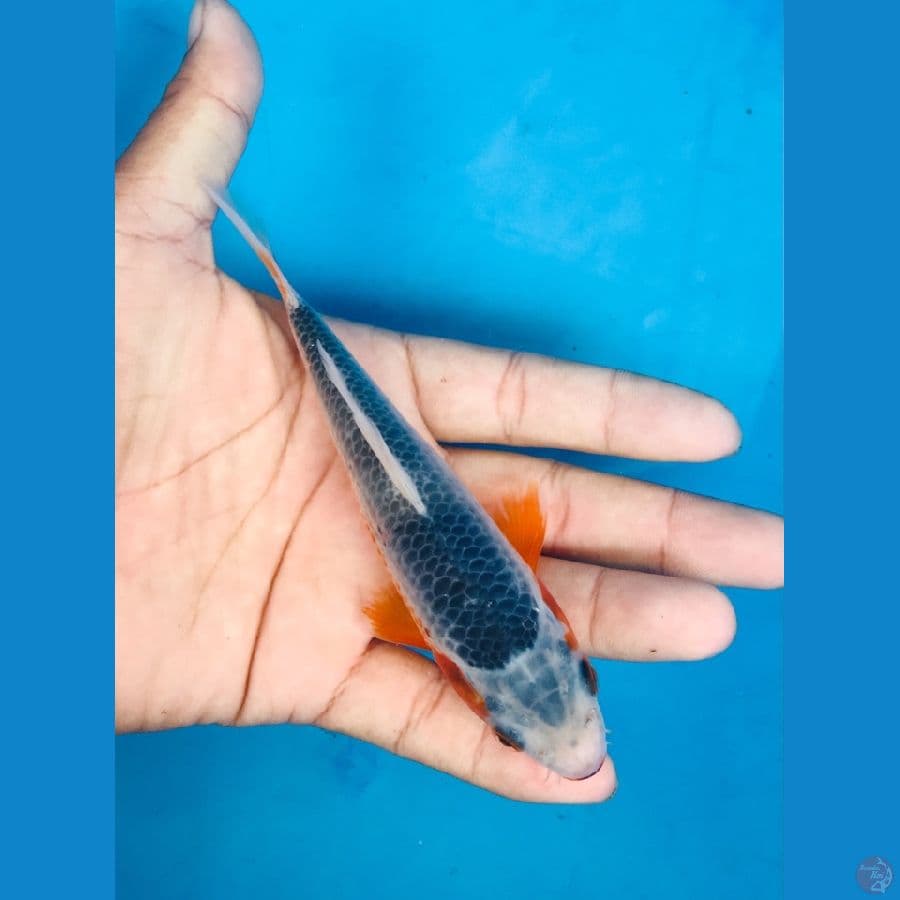 asagi 13cm
