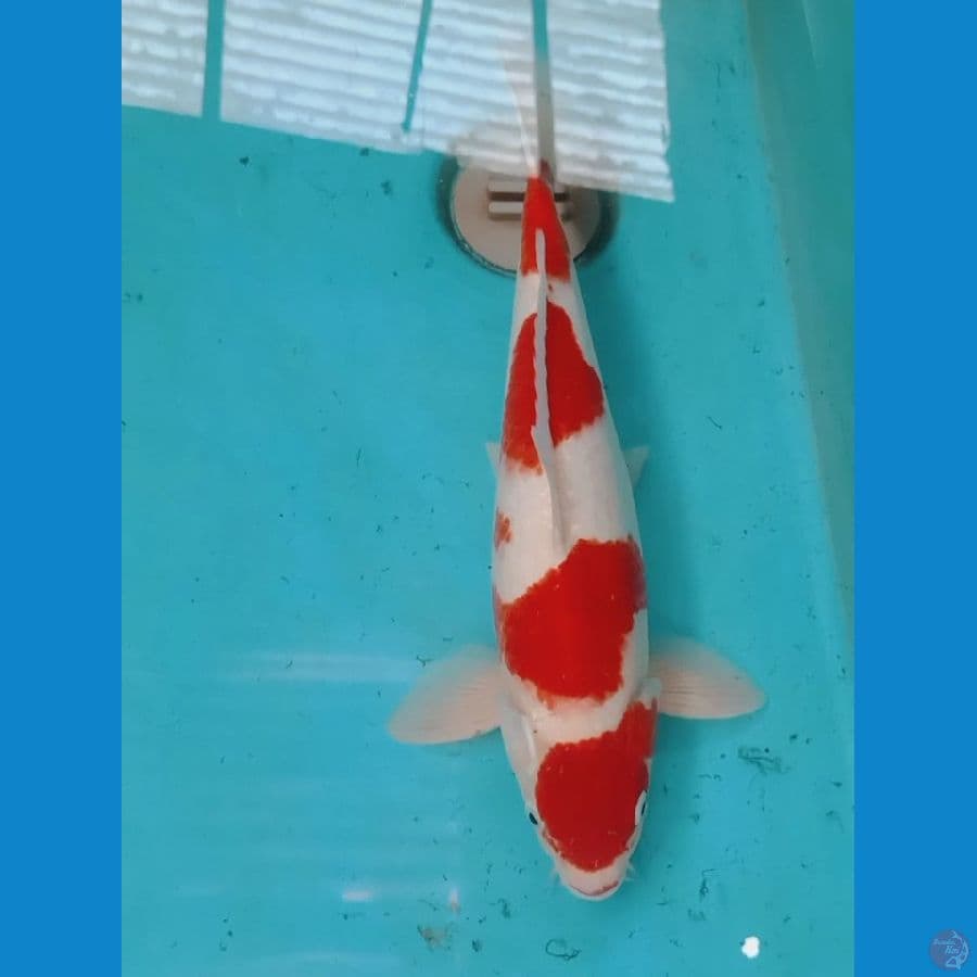 Kohaku 40BU