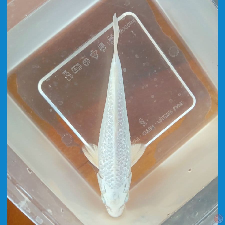 PLATINUM GINRIN SQ ULTIMATE 18CM