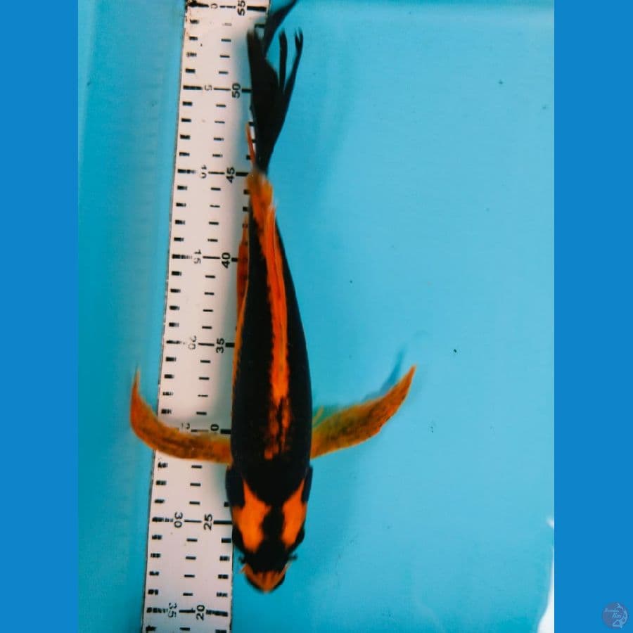 kumpay kind kabuto 30cm