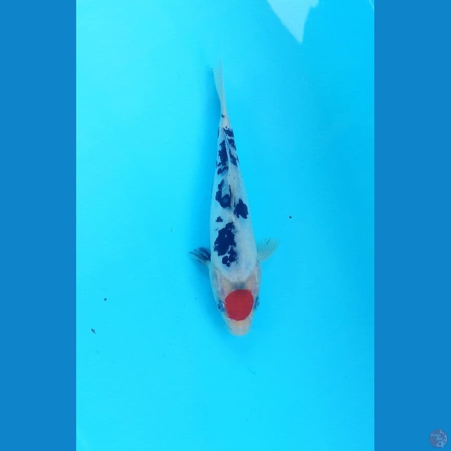 Tancho 17cm