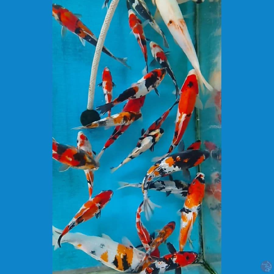 mixs koi 14-28 cm 28 ekor
