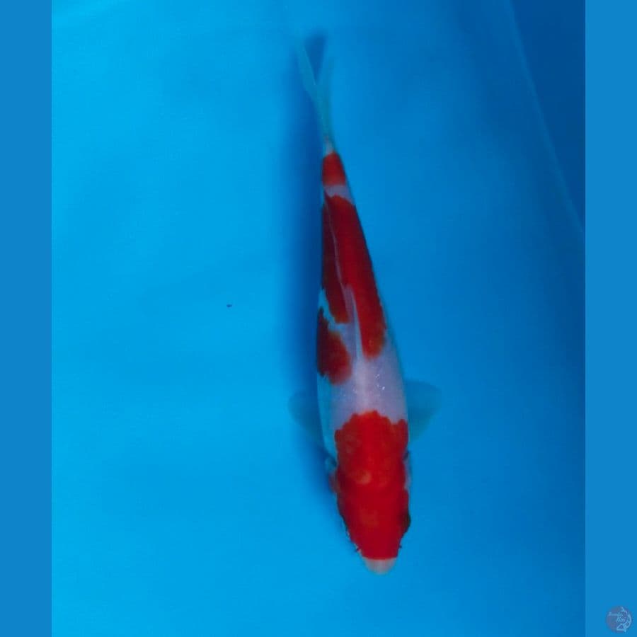 kohaku 16cm