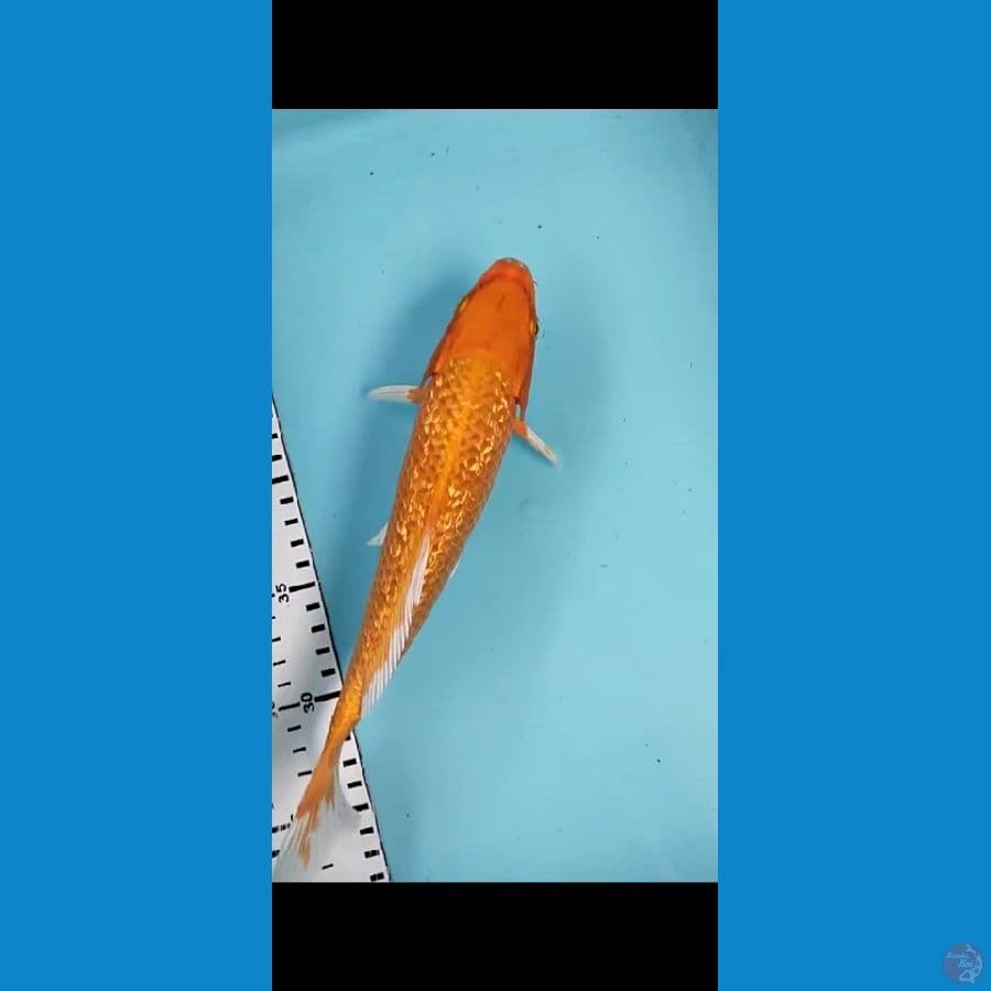 kawarimono 25 cm