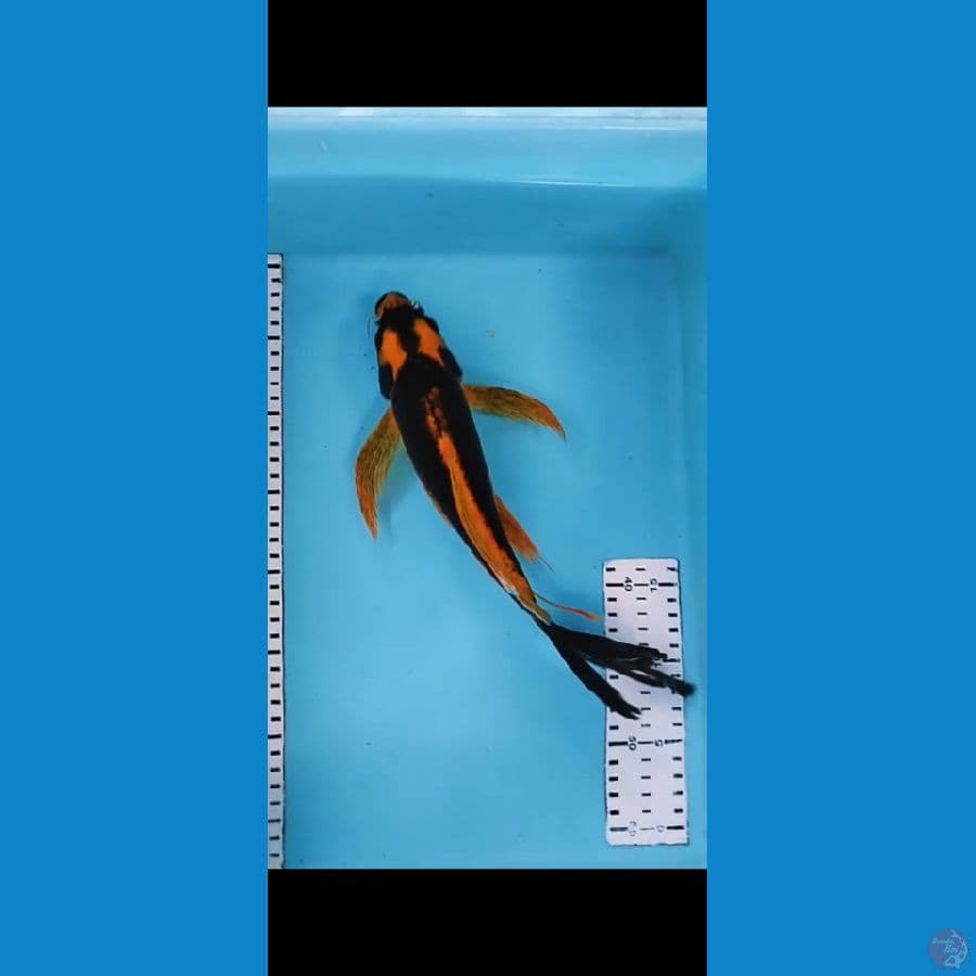 kupai 30 cm