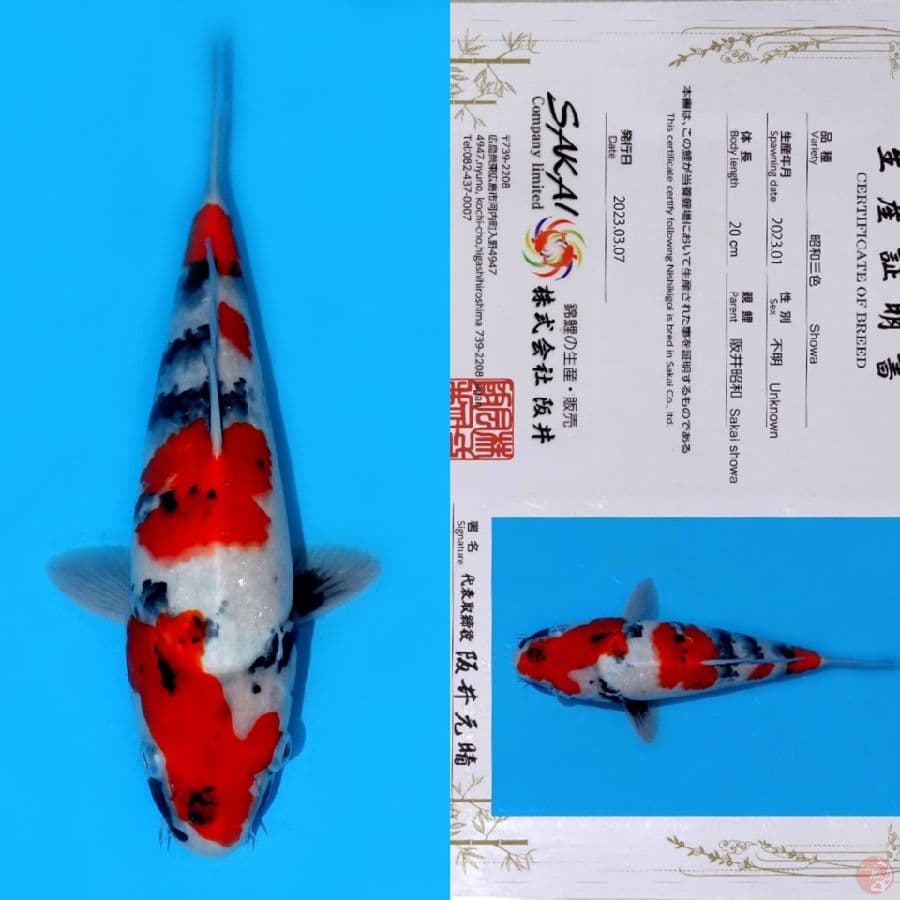 SAKAI KINDAI SHOWA HQ 30CM