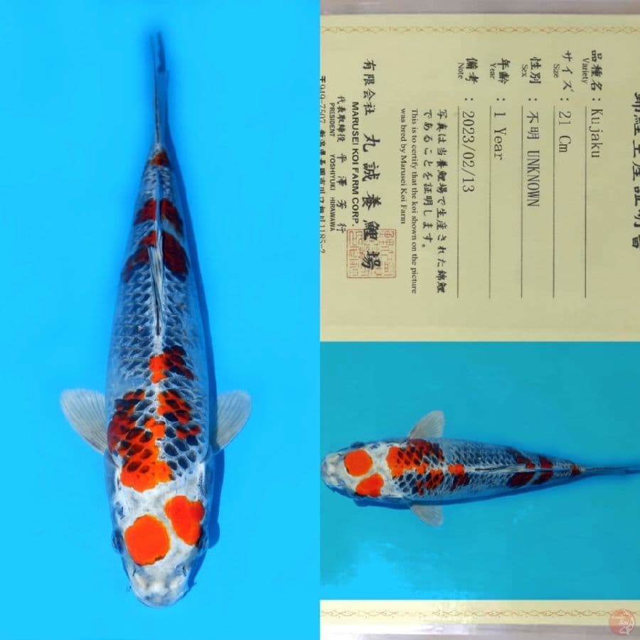 MARUSEI MARUTEN KUJAKU HQ 33CM