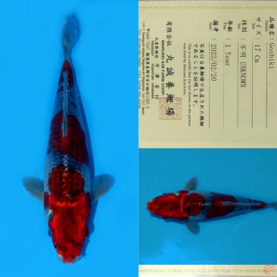 MARUSEI GOSHIKI SQ 28CM