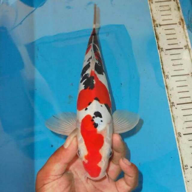 SANSHOKU ABSOLUTE