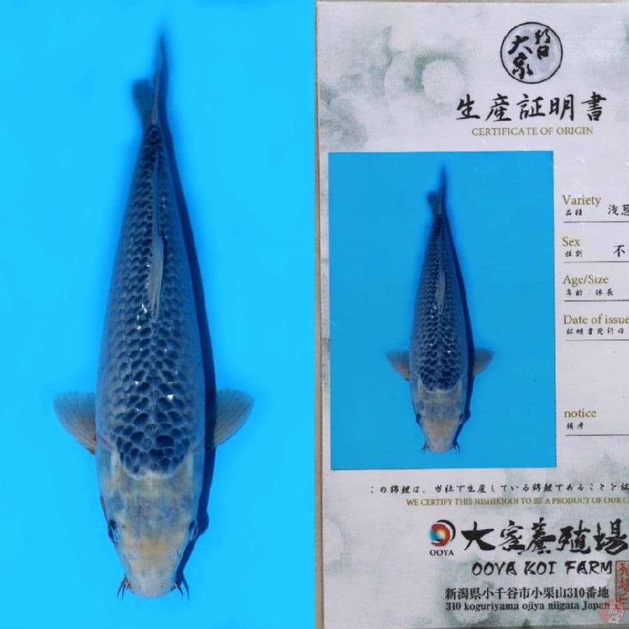OOYA ASAGI SQ 40CM