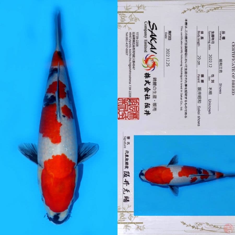 SAKAI KINDAI SHOWA SQ 40BU