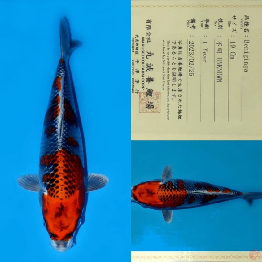 MARUSEI BENIGINGA SQ 30CM