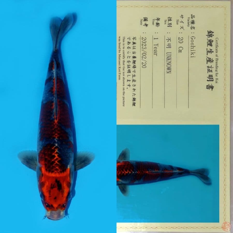 MARUSEI GOSHIKI SQ 31CM