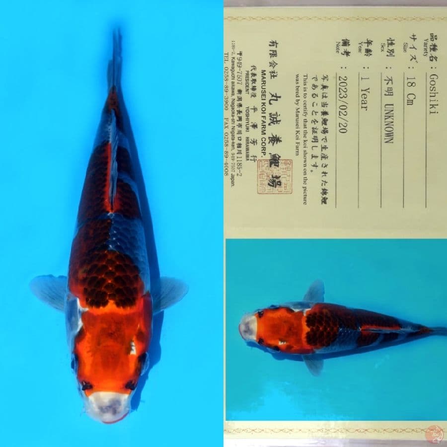 MARUSEI GOSHIKI HQ 30CM