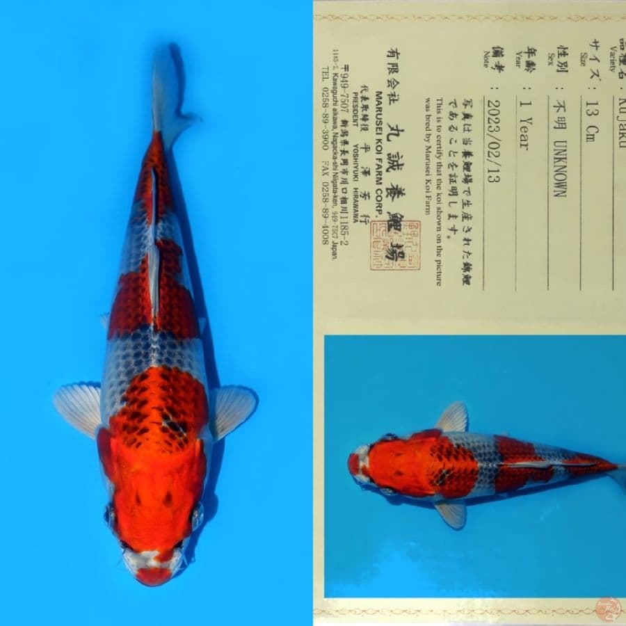 MARUSEI KUJAKU SQ 26CM