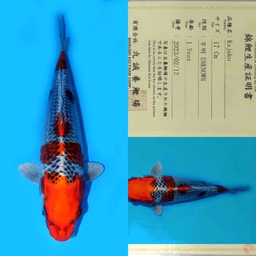 MARUSEI KUJAKU SQ 30CM