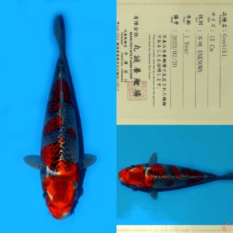MARUSEI KUJAKU SQ 26CM
