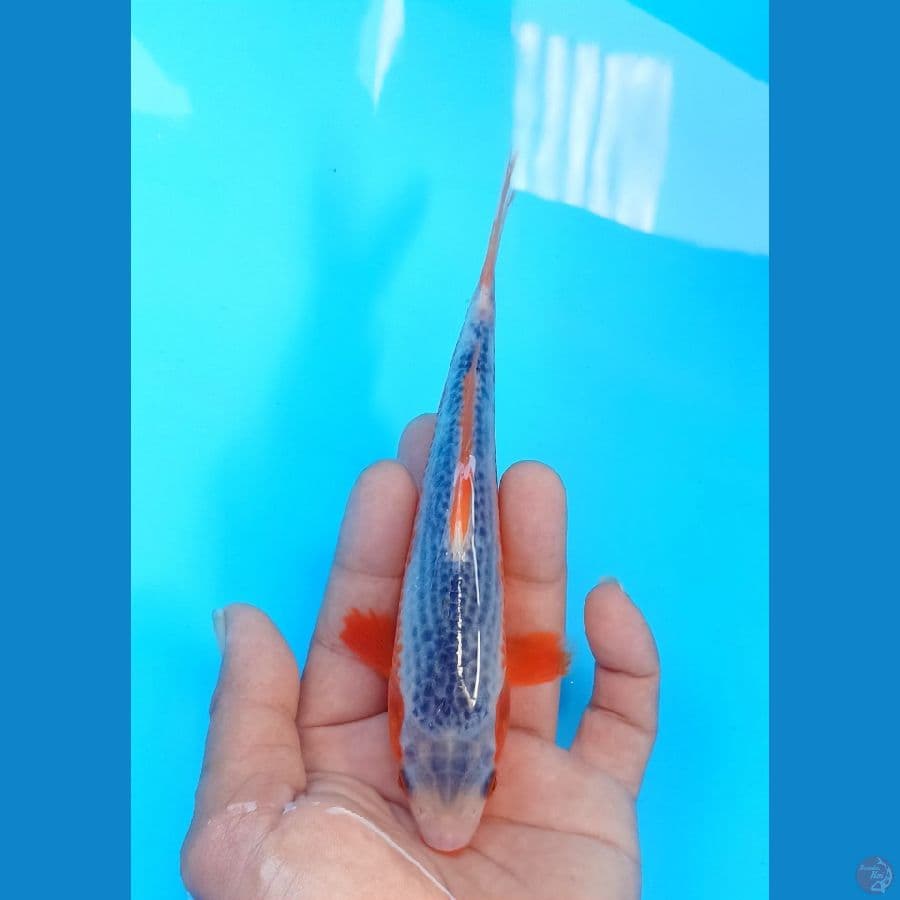 Asagi 17cm