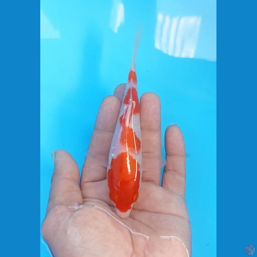 Kohaku 15cm