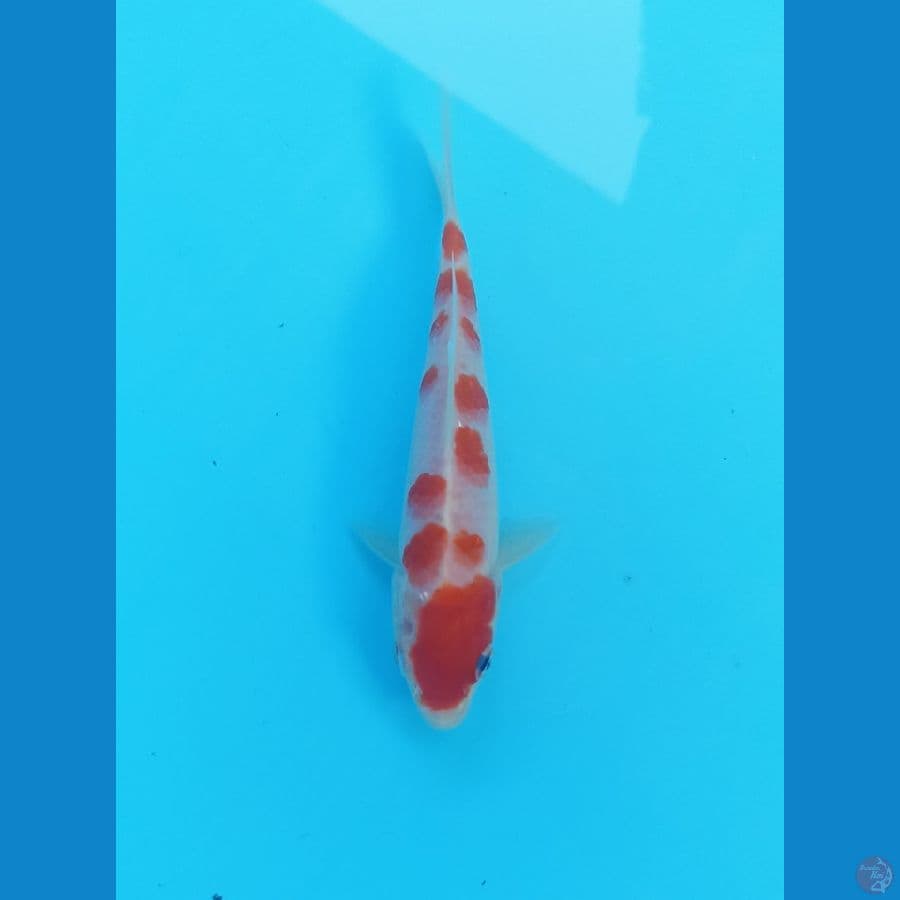 Kohaku 15cm