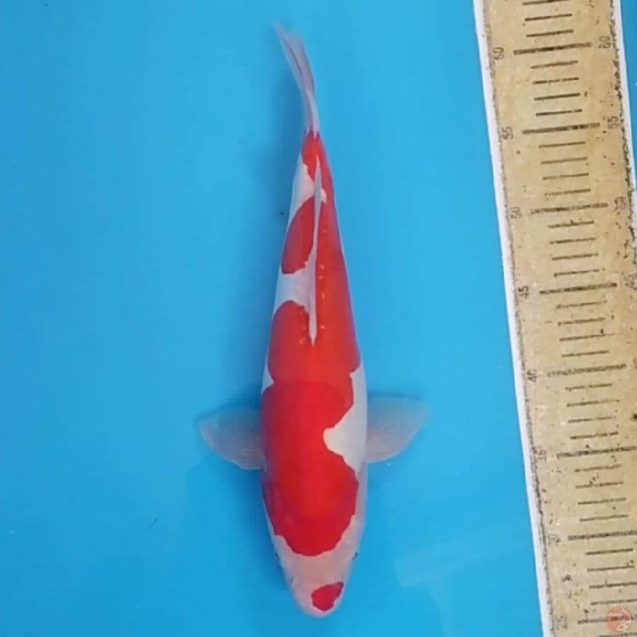 Doitsu Kohaku Good Body ~35 F
