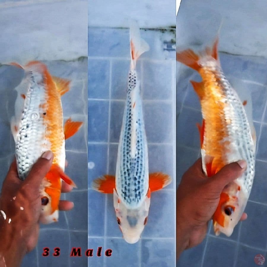 Bahan Keep Asagi 33 Male